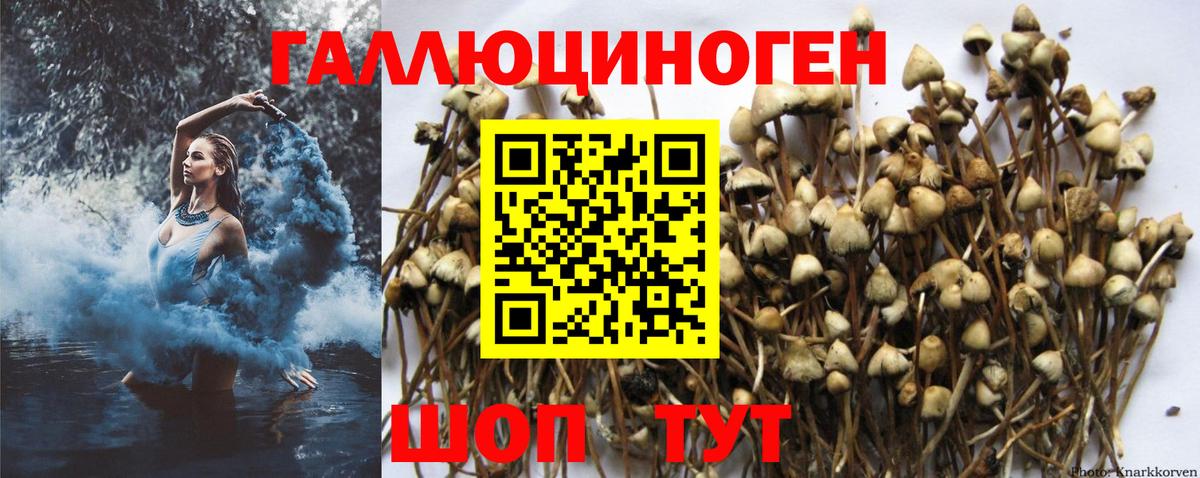 Галлюциногенные грибы Psilocybe  Вход с VPN  Феодосия 
